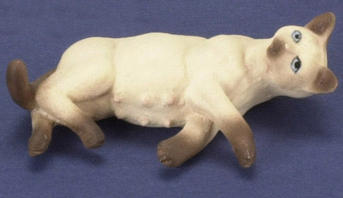 Pregnant Siamese Cat