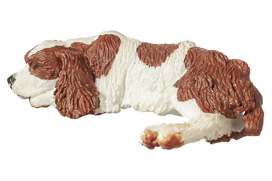 Cocker Spaniel (Brown & White), Sleeping