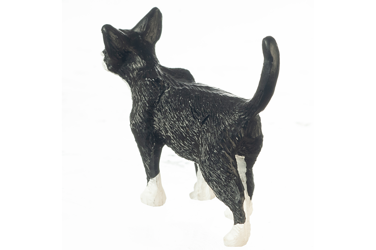Tuxedo Cat, Standing