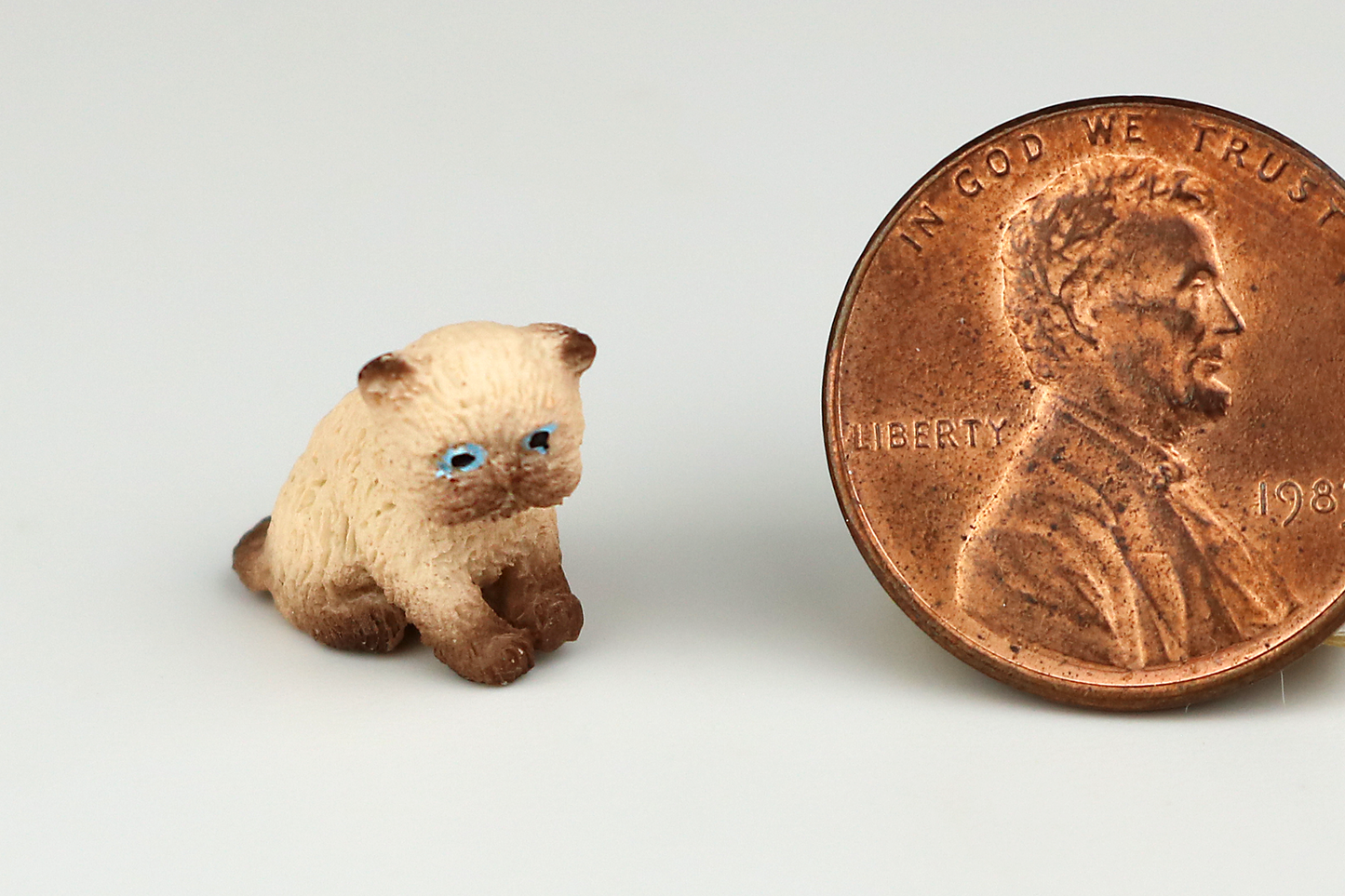 Sitting Siamese Persian Kitten