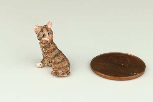 Tortoiseshell Kitten