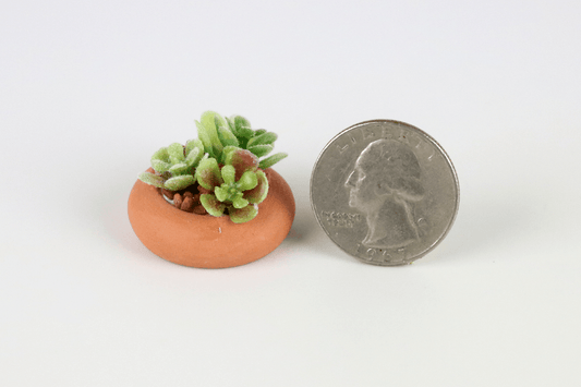 Green Echeveria Succulent in Round Pot