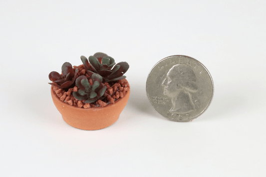 Red Echeveria Succulent in Round Pot