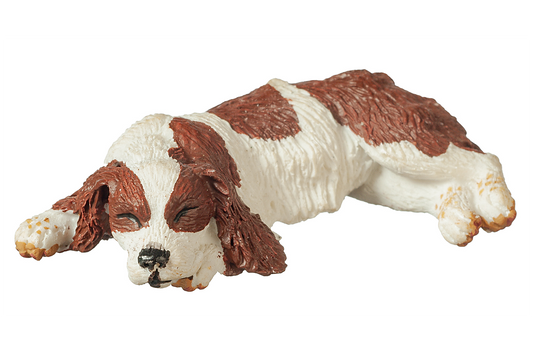 Cocker Spaniel (Brown & White), Sleeping