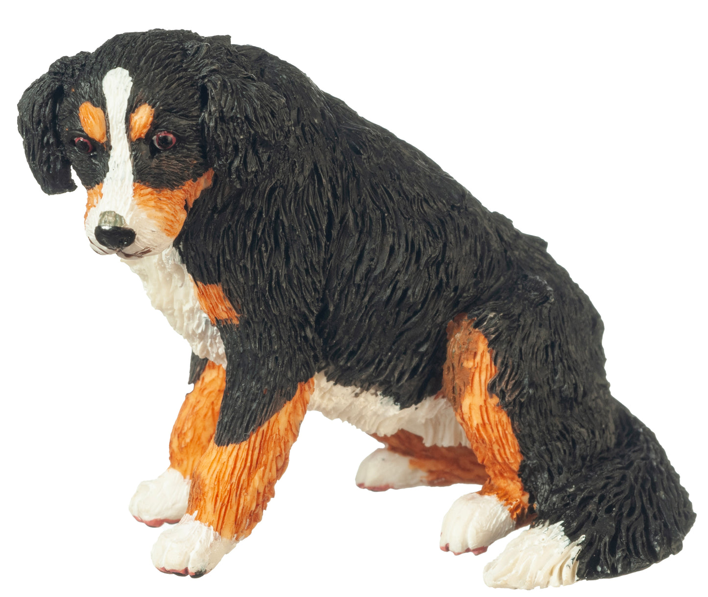 Bernese Mountain Dog, Sitting