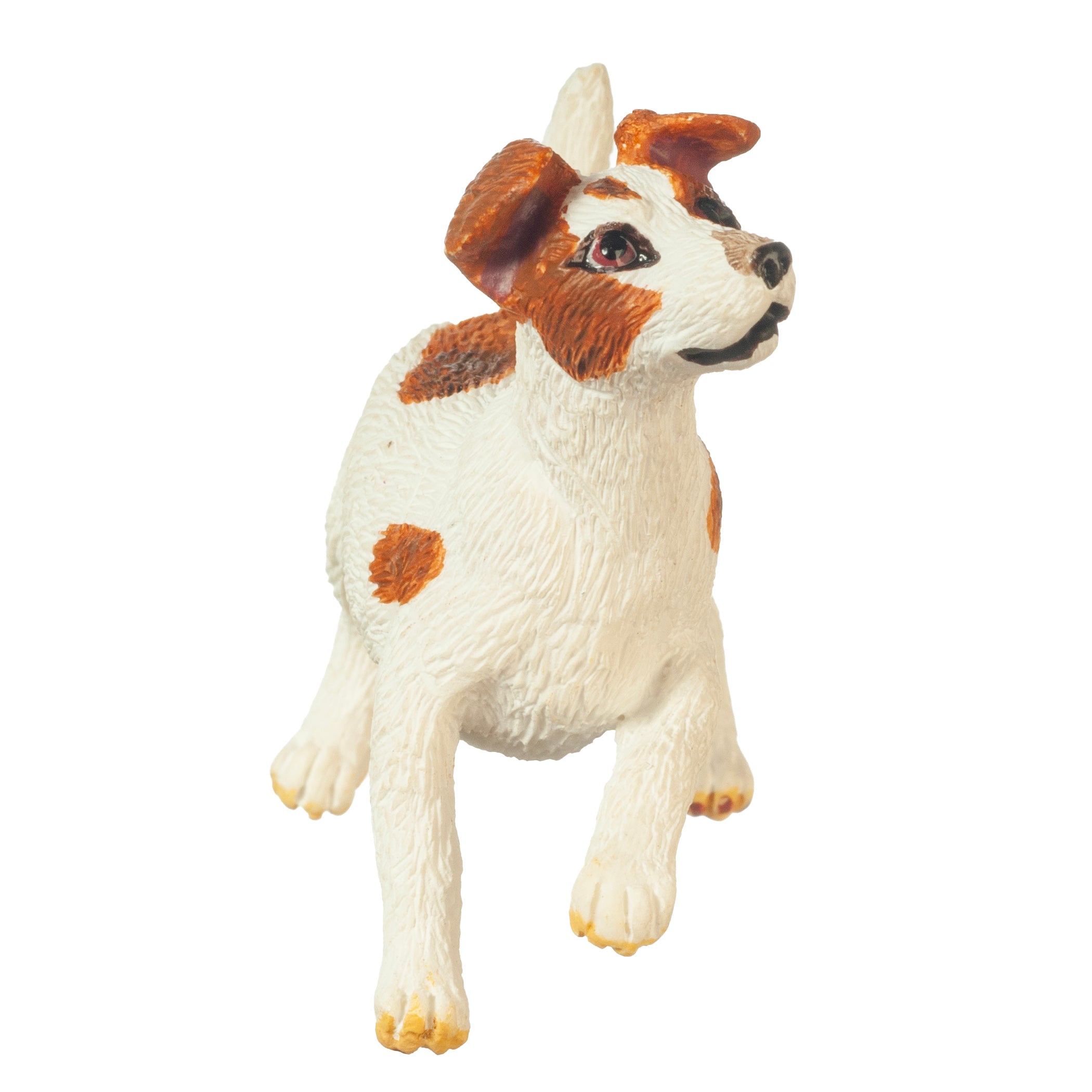 Jack Russell Terrier, Playing – Dollhouse Alley