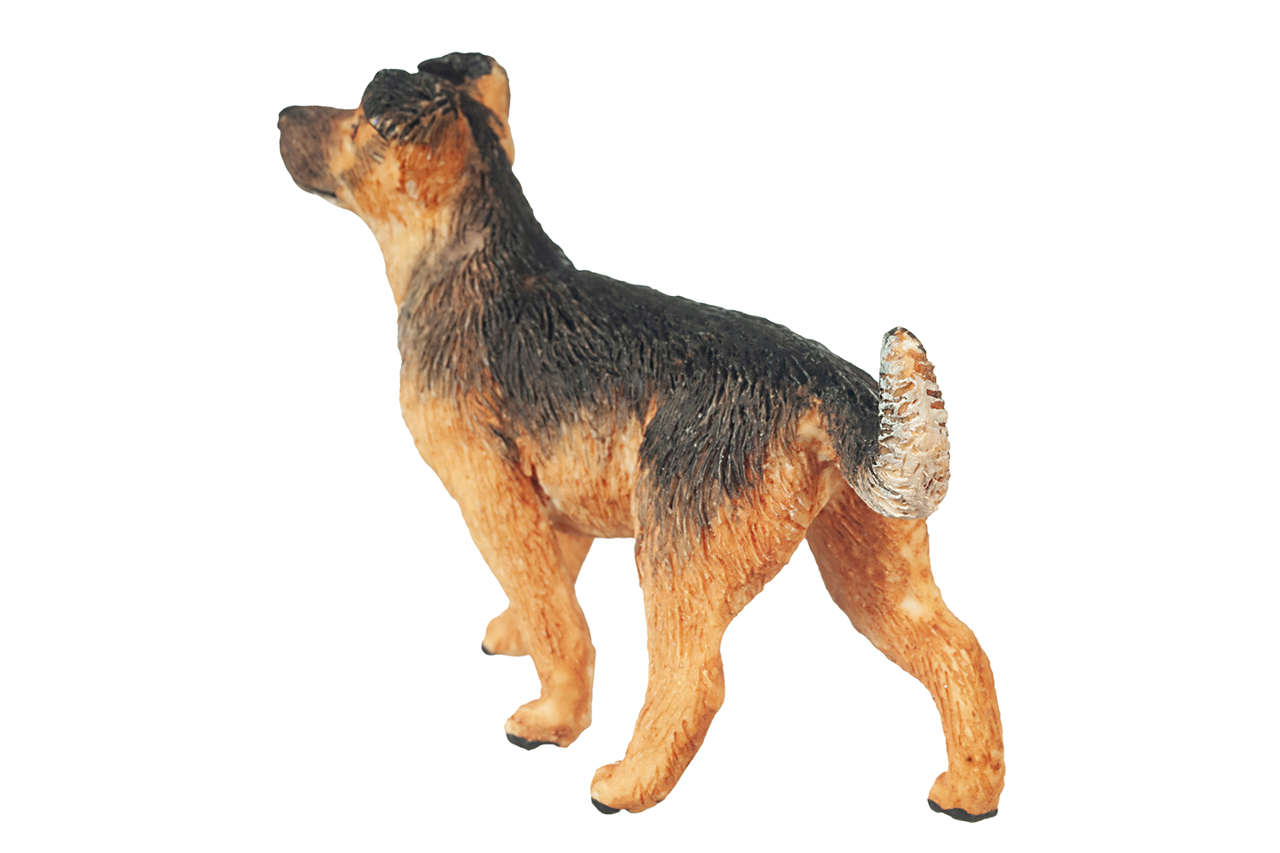 Mixed Breed Shepherd Dog, Standing