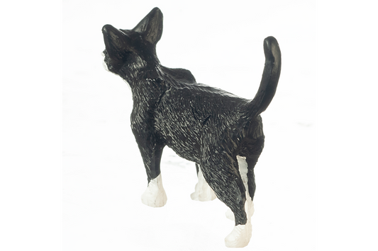 Tuxedo Cat, Standing