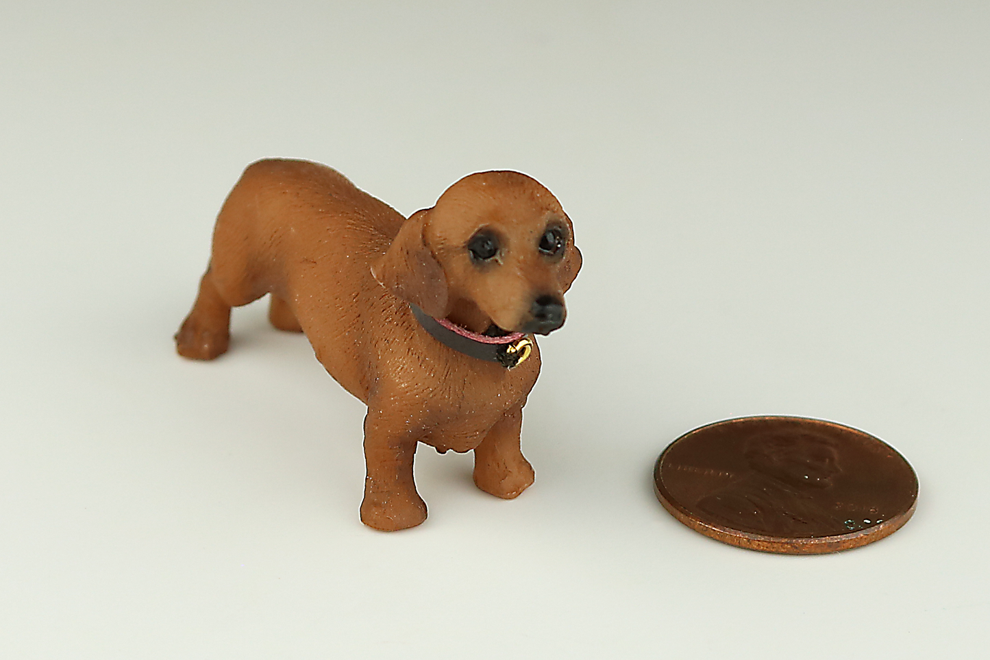 Dachshund