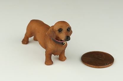 Dachshund