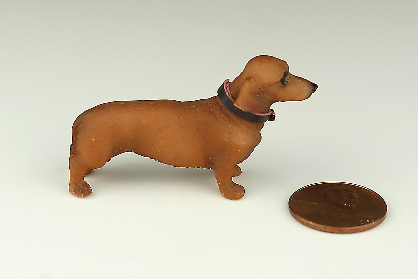 Dachshund