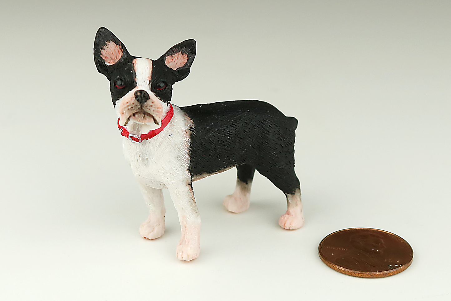 Boston Terrier