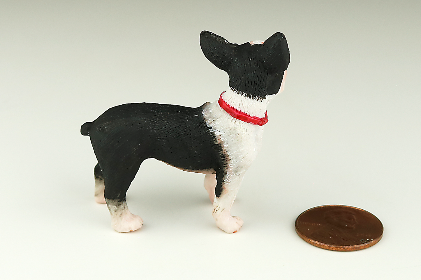 Boston Terrier