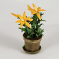 Orange Day Lily - 1